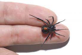 What do black widow spiders look like? Black Widow Spider Bite Causes Appearance Symptoms And Treatment