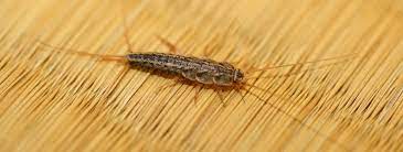 Outlined graduate worm in books. How To Get Rid Of Silverfish Silverfish Habitat Control