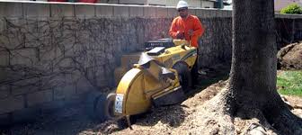 3 exploring alternatives to root pruning. Tree Root Removal Cost Guide 2021 Cutting Exposed Tree Roots