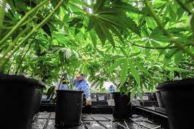 Refer to our qualifying conditions page under the registration tab to learn if you qualify for the connecticut mmj program. Connecticut Lawmakers Ok Additional Medical Marijuana Conditions Hartford Courant