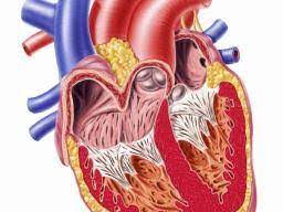 Other rare such symptoms as fever, malaise and anorexia may be the result of the pericardial inflammation or of the thorax68 involving the heart are the common causes of traumatic pericarditis, although rarely. Pericarditis Symptoms Diagnosis And Treatment
