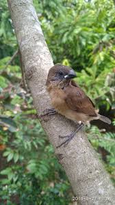 Spesies unggas yang warga internasional namai tree sparrow ini sering awam kira masuk dalam kelompok burung pipit. Anak Burung Pipit Yang Tersesat Photography Steemit