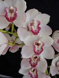 Growing Orchids Indoors As House Plants Why Won T My Orchids Bloom How To Grow And Repot Orchids Growing Orchids Orchid Flower Cymbidium Orchids