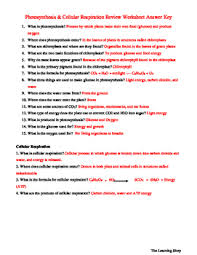 Because it releases the energy in sugars. Photosynthesis Cellular Respiration Worksheet By The Learning Shop Resources