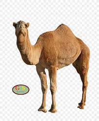 Also camel transparent hump day available at png transparent variant. Camel Face At Hump Clip Art Png 800x1000px Camel Animation Arabian Camel At Hump Camel Face