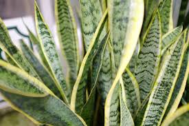 Image result for Sansevieria trifasciata