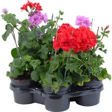 Crossandra fortuna (tapirblume) не е отровен. Balkonpflanzen Terrassenpflanzen Online Kaufen Bei Obi Obi De