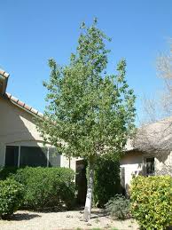 Image result for Brachychiton populneus