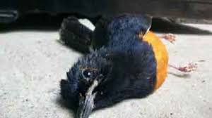 Maybe you would like to lea. Foto Burung Murai Mati Kasmu Web