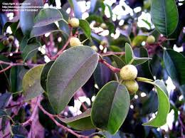 Check spelling or type a new query. Plantfiles Pictures Ficus Species Benjamin Fig Chinese Banyan Ficus Tree Weeping Fig Ficus Benjamina By Palmbob
