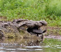 Rádio krokodýl fm 103.0, hit za hitem, fm 103.0, brno. Nilkrokodil Krokodyl Nilowy Krokodil Nilsky Crocodylus Niloticus