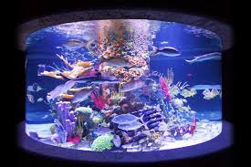 Maybe you would like to learn more about one of these? Artificial Coral Reef Aquarium Decoration Inserts Artificial Coral Coral Reef Aquarium Aquarium Decorations
