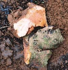 Image result for Anchomanes