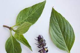 You can identify holy basil as a tall and rigidly stemmed plant with purplish flowers and green or purple leaves. Know Your Basil Food News Top Stories The Straits Times