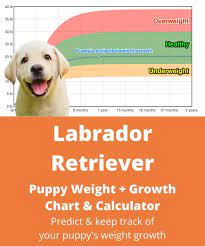 The food your puppy is eating is very important for it to grow. Labrador Retriever Weight Growth Chart 2021 How Heavy Will My Labrador Retriever Weigh The Goody Pet