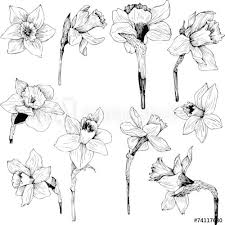 Set Of Line Drawing Narcissus Narcissus Flower Tattoos Narcissus Tattoo Birth Flower Tattoos