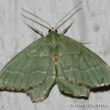 Image result for Ateleia herbert-smithii