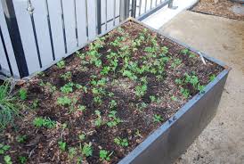 2.1 how often is it necessary to water carrots? Growing Carrots How To Grow Carrots Planting Carrots