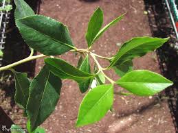 Image result for Catha edulis