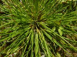 Image result for Isolepis setacea