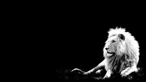 Beautiful Black And White Screensaver Iphone X Wallpaper Background Screensaver What We Do Thesalesboosters 4k Hd Free Download Black And White Lion White Lion Black And White Pictures