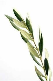 Pinterest Morgantorggler Plants Olive Tree Tattoos Olive Tree