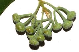 Image result for Monimiaceae