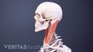 Human skull from the front. Neck Muscles And Other Soft Tissues