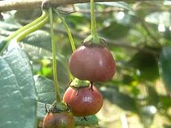 Image result for Rhamnus prinoides