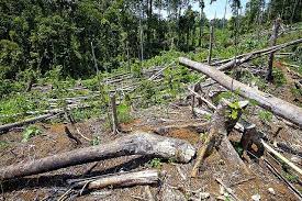 Deforestation And Forest Criminals In Mindanao Nature S Message Being Ignored Deforestation Philippines Deforestation Mindanao Nature