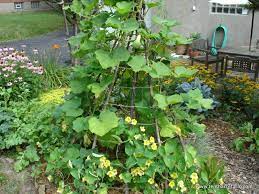 We did not find results for: Choose The Right Trellis For Your Climbing Vegetables Tenth Acre Farm