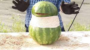 If you only put a hundred or so rubber bands on a watermelon it isn't going to make it explode, but over time it may cause it to split because the force on the rind has changed and continues to do so as the rubber bands want to go back to their original shape. Watch How Many Rubber Bands Does It Take To Explode A Watermelon Wztv