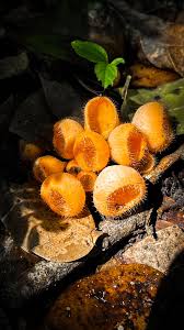 Image result for Tinnea vesiculosa