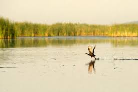 Tiganusul si cleanul de comana se gasesc doar in acest areal natural. Parcul Natural Comana