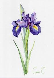 Pin On Art Watercolor Iris