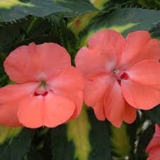 Image result for Impatiens sylvicola