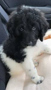 We did not find results for: Poodles For Sale In Michigan Petfinder