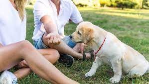 Maybe you would like to learn more about one of these? Tips On Socializing Your New Puppy