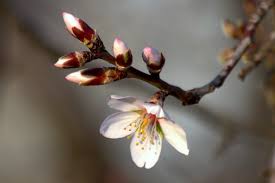 Maybe you would like to learn more about one of these? Almendro Cerezo Quien Florece Primero Ciencia Entre Amigos