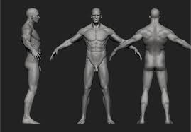 It turned out people who draw, sketch, paint, design characters, draw comics, etc., all found that the multiple. Male Character Anatomy Art Critique Forums Cubebrush
