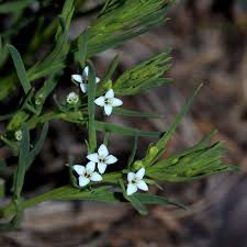 Image result for Thesium thamnus