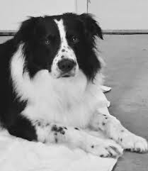 Black And White Border Collie Puppy Pin De Maggie Sherwood En Border Collie Perro Gato Animales Adorables Perros