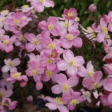 We did not find results for: Clematis Montana Rembrandt Cowell S Garden Centre Woolsington