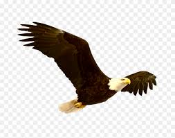 Large collections of hd transparent eagle png images for free download. Eagle Png Images Transparent Free Download American Eagle Png Stunning Free Transparent Png Clipart Images Free Download
