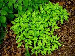 The height is 55 to 60 cm and the growth is medium. Hosta Surfer Girl Carolyn S Shade Gardens