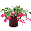 Moon cactus (gymnocalycium) have very colourful tops, usually red or yellow. 1