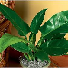 Philodendron L20964hp Lowes Com In 2020 Plants Philodendron Philodendron Plant