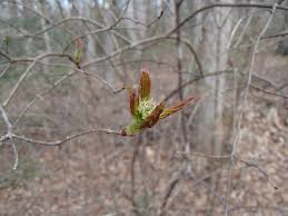 Maybe you would like to learn more about one of these? Viburnum Rafinesqueanum Cure Nursery
