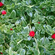Creeping ground covers are easy to plant and quick to establish. Vines Vines Ground Covering Nursery Vines For Sale Mesa Gilbert And Queen Creek