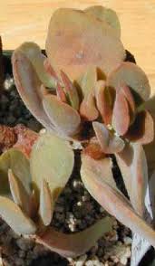 Image result for Crassula globularioides